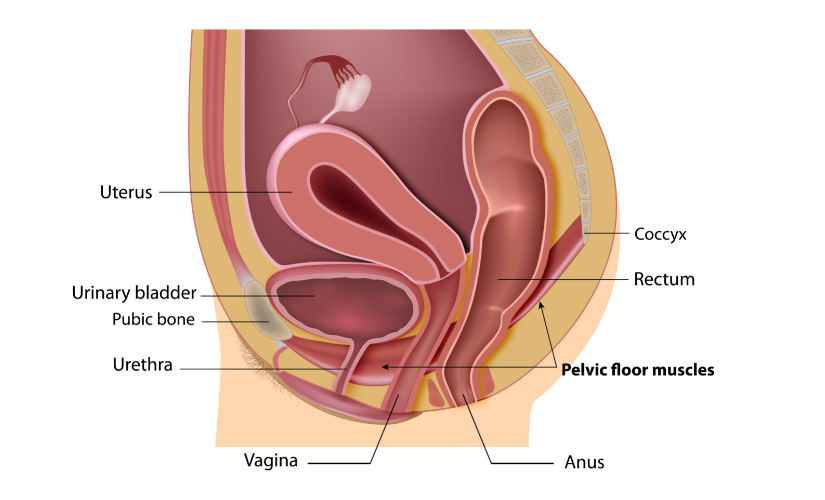 pelvic floor muscles